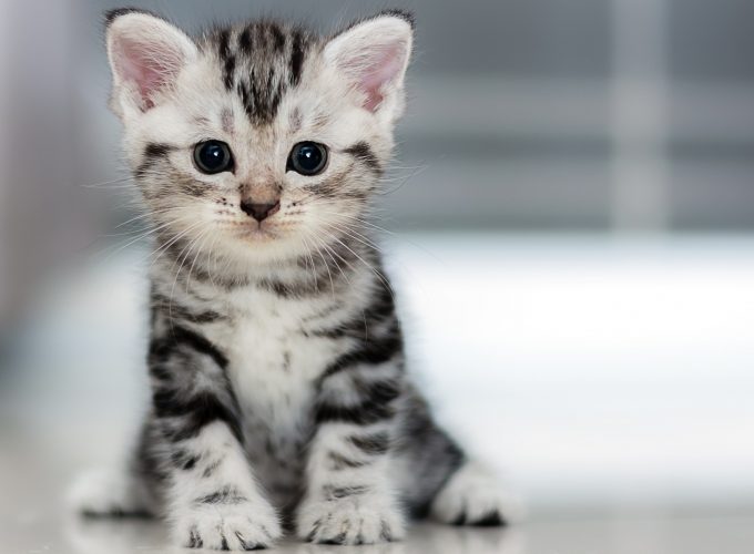Wallpaper Kitten, Cat, cute, 4K, Animals 824991217